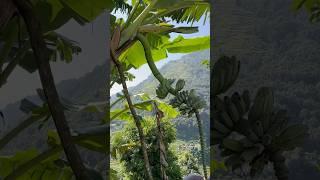 Village life #banana #villagelife #nepal #travel #explore #beautifulnepal