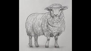 Easy way to draw a sheep!