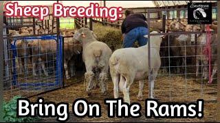 Sheep Breeding: Bring On The Rams! How We Breed Our Sheep/July 23, 2022