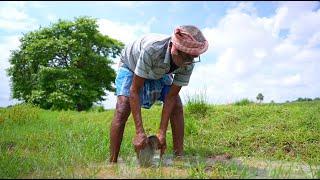 HAND FISHING & EATING FISH CURRY | catching and cooking mud fish by our grandfather & grandmother |