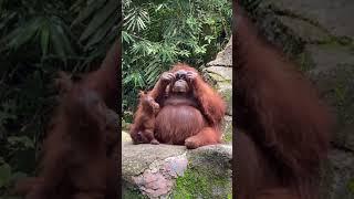 Orangutan Steals Visitors Stylish Sunglasses at Indonesia Zoo