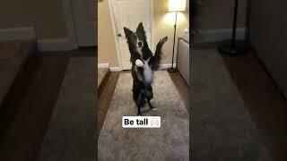 Fun tricks my dog knows  #shorts #youtubeshorts