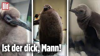 MELBOURNE: Dieses Pinguin Küken ist der Hit