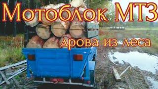 МОТОБЛОК МТЗ 13H. Заготовка дров из леса на зиму.