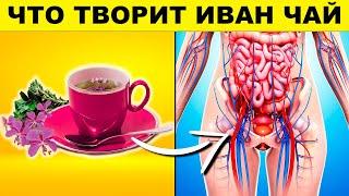 This Evening Drink Cures Many Sicknesses! Kiprij Ivan Tea Benefits and Harms | See and Know