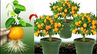 Technique Planting: Best Way To Grow Orange Tree From Orange 100% Work In a glass of water