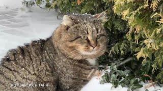 Лесной кот радуется снегу как ребенок .The forest cat rejoices in the snow like a child.