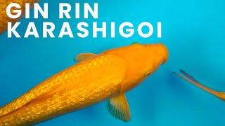 Gin Rin Karashigoi Selection | Yellow Monkey Lineage | Dainichi Koi Farm