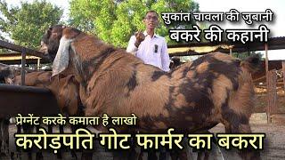 Millionaire goat farmer earns lakhs by impregnating his goat. top sirohi breeder | sukant chawla