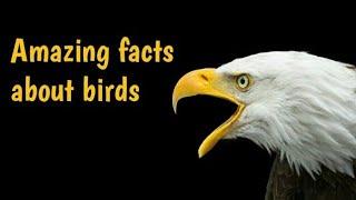 Amazing facts about birds