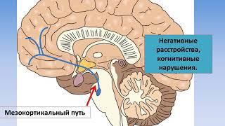 Механизм действия нейролептиков (ИГМУ)