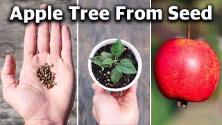 How to Grow an Apple Tree from SEED to FRUIT in 3 YEARS! 