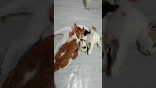 Unbelievable Cat v/s Kitten #shorts #short #cat  #kitten