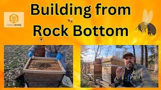 Building up from Rock Bottom in Beekeeping | Colony Collapse Aftermath