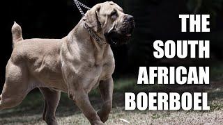 THE SOUTH AFRICAN BOERBOEL - A QUICK LOOK AT THE HISTORY AND BREED STANDARD