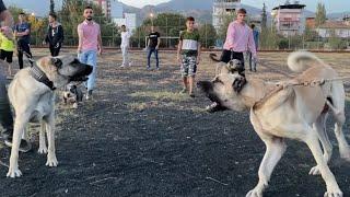 DEV KANGAL ÇOBAN KÖPEKLERİ KARŞILAŞINCA ORTALIK KARIŞTI!!