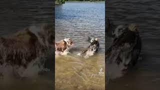 Aussie shepherd’s fun at the lake. Pet Aesthetics