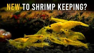 TOP 6 Easy-To-Keep Shrimp Species For Beginners!