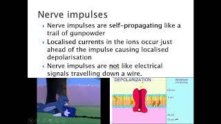 medical physics lecture 6 dr mohamed abdul aal   ECG