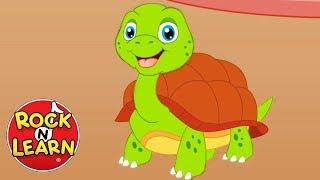 I Had a Little Turtle - Nursery Rhyme Song for Kids