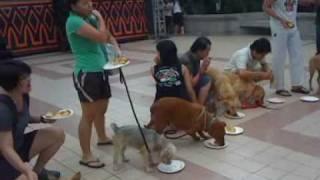 PetFinder.my - SPCA World Animal Day - Sausage-Eatin Contest