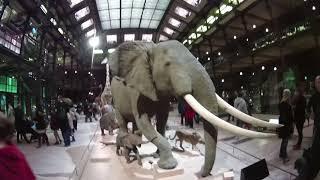 Gallery of Paleontology and Comparative Anatomy & The Grand Gallery of Evolution Paris 2018