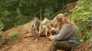 Shaun Ellis Working with Wolves part 2