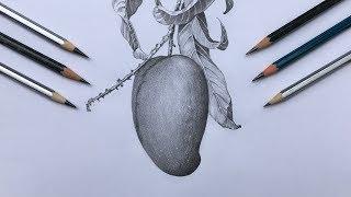 Pencil drawing of a mango | fruit drawing in pencil strokes | drawing for beginners