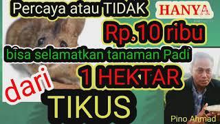 Dahsyatnya Ketumbar,atasi TIKUS Murah...hanya Rp.10.000, untuk 1 hektar sawah