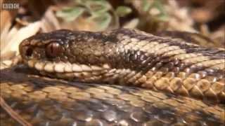 British Herpetology - Channel Trailer