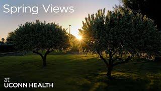 Spring Views of UConn Health Campus