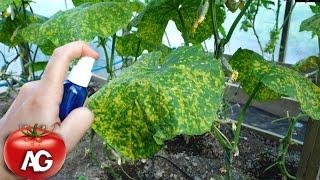 I SAVED MY CUCUMBER PLANTS WITH THIS MAGICAL PHARMACY REMEDY