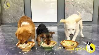 Puppies Food Review Videos  Petify TV Dogs Series 3  Petify TV puppies food review 2024