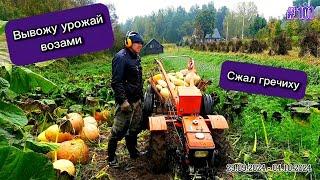 I harvested buckwheat. I bring out the harvest in cartloads.