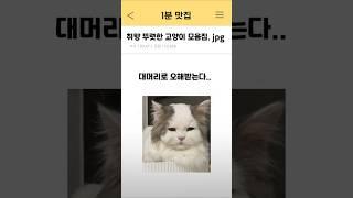 대머리로 오해받는 고양이 ㅋㅋ