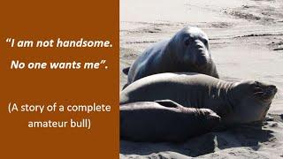Young amateur male elephant seal charges around for nothing. PLEASE READ DESCRITION FOR MORE INFO