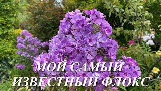 Флокс Вий, самый известный флокс моей селекции