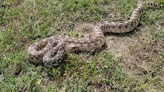 Cool encounter with a bullsnake.