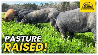 An Introduction to Raising Pigs on Pasture