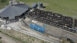 AfiSort from Afimilk Optimizes Cow Management