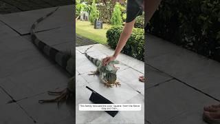 This family rescued the poor  iguana  from the fierce dog and then #animalshorts #shortvideo