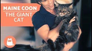 MAINE COON – Characteristics, Character and Care