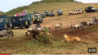 Lion ambush at wildebeest Crossing #s jean#Lisa Roddy# safarilove#Animal lover Ranu#ORYX Photo Tours