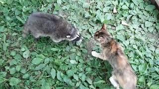Funny Raccoon meets Cat