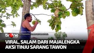 Lebih Ekstrem dari Binjai, Salam dari Majalengka Tinju Sarang Tawon | AKIP tvOne