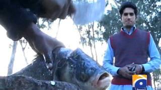 Geo Report- Delicious Fish Of Jhelum- 09 Feb 2012