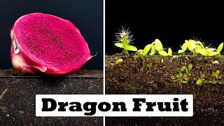 Dragon Fruit Time Lapse #greentimelapse #gtl #timelapse