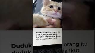 #arabic #love #kucing #kucinglucu