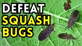Are Squash Bugs Destroying Your Squash Crops? // 12 Organic Methods to Get Rid of Squash Bugs