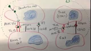 FA 2013 p.196 - B cell activation and class switching